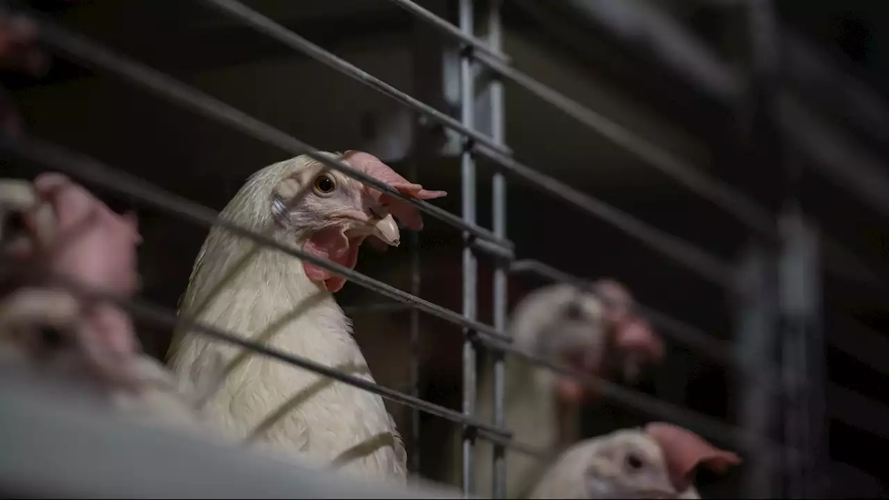 Conspiracy Theorists Flock to Bird Flu, Spreading Falsehoods