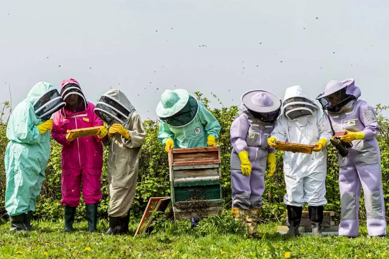 Beekeepers are struggling to keep up with farms' pollination needs