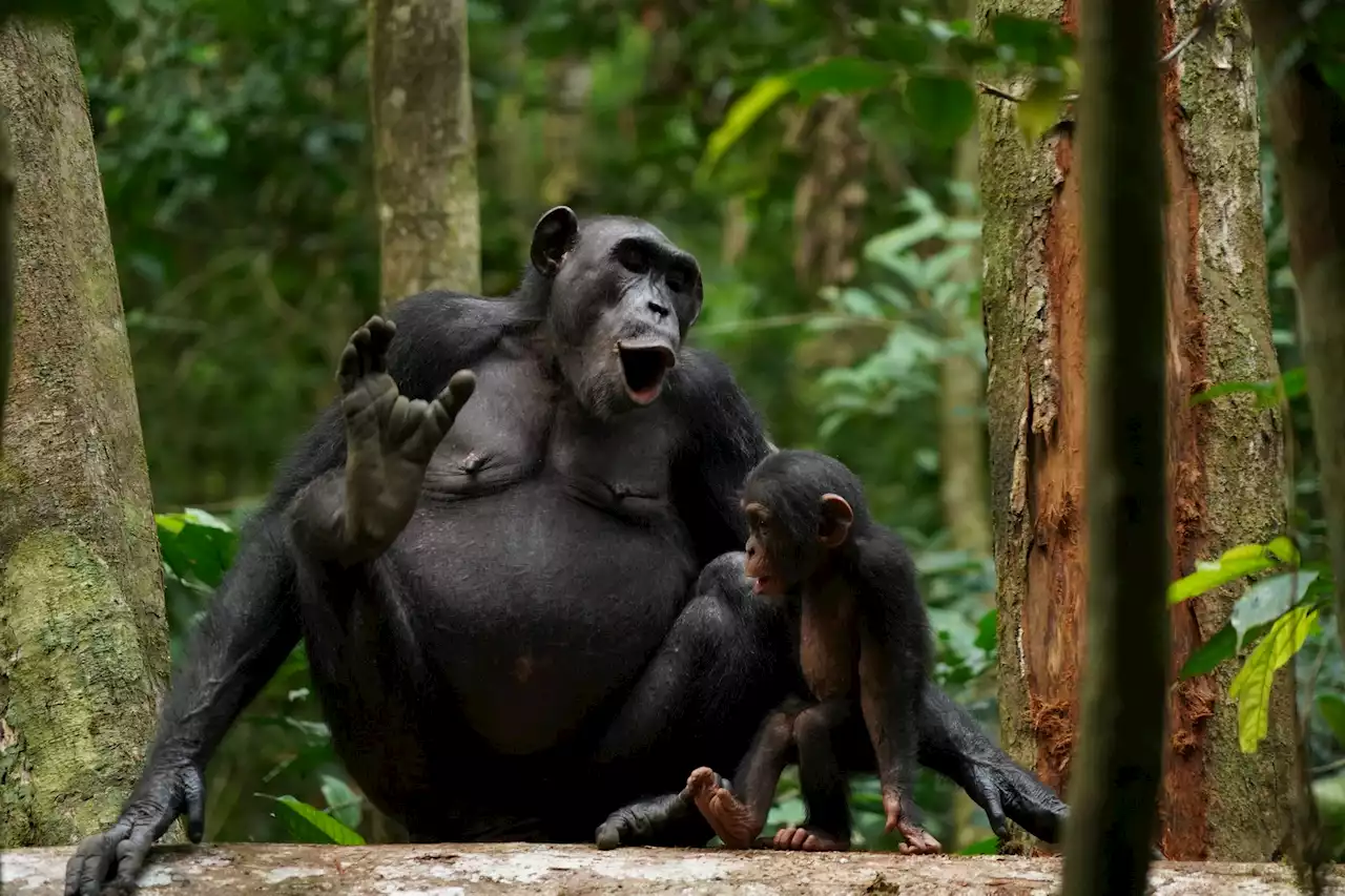 By combining screams, chimps seem to know 400 'words'