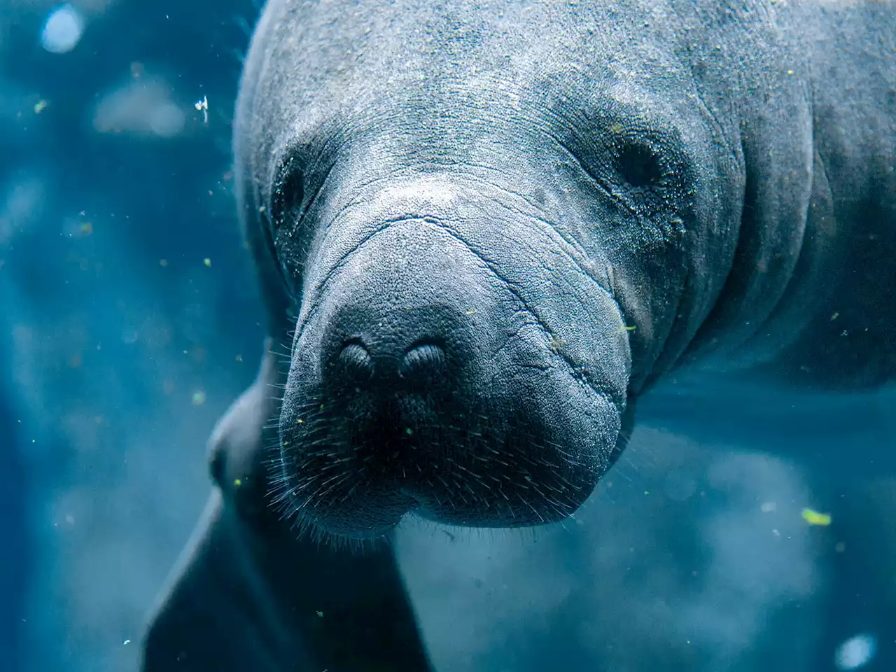 Environmental groups blame the EPA for more than 1,000 dead manatees