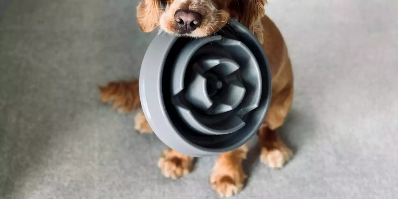 The 28 Best Dog Bowls for Every Type of Hungry Pup