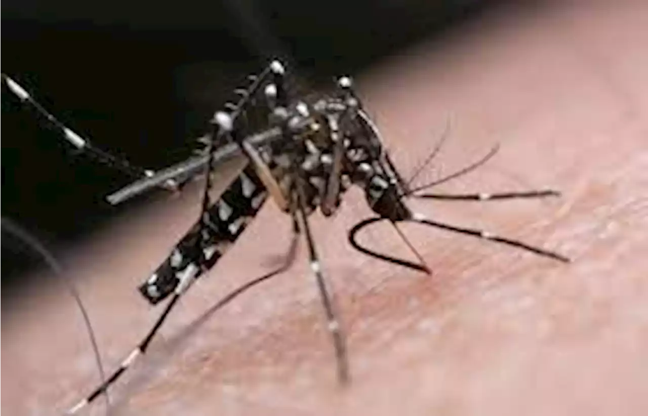 Johor recorded 566 dengue cases in Johor last week