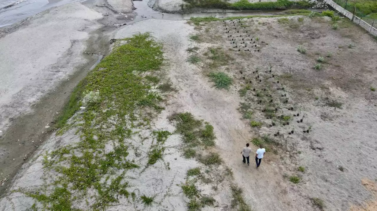 Para frenar erosión costera, inició siembra de 1.5 kilómetros de uvita playera en Ciénaga