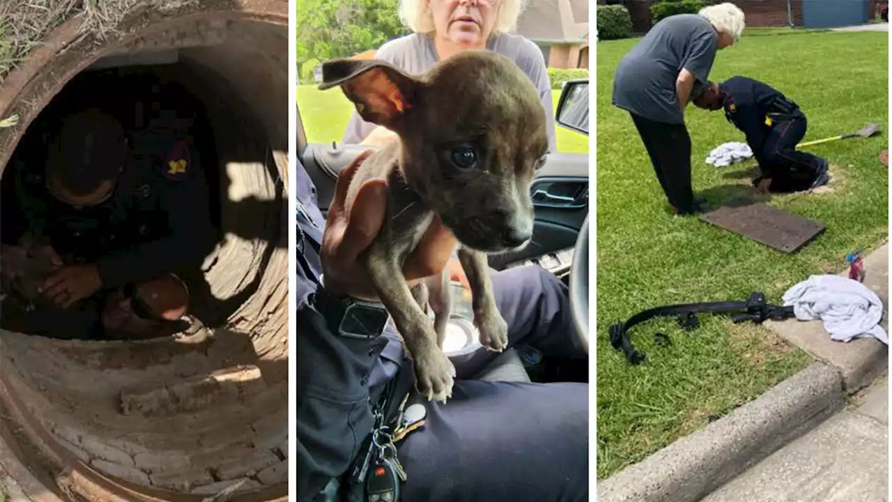 Deputies rescue puppy stuck in 12-foot drain in Spring-area neighborhood