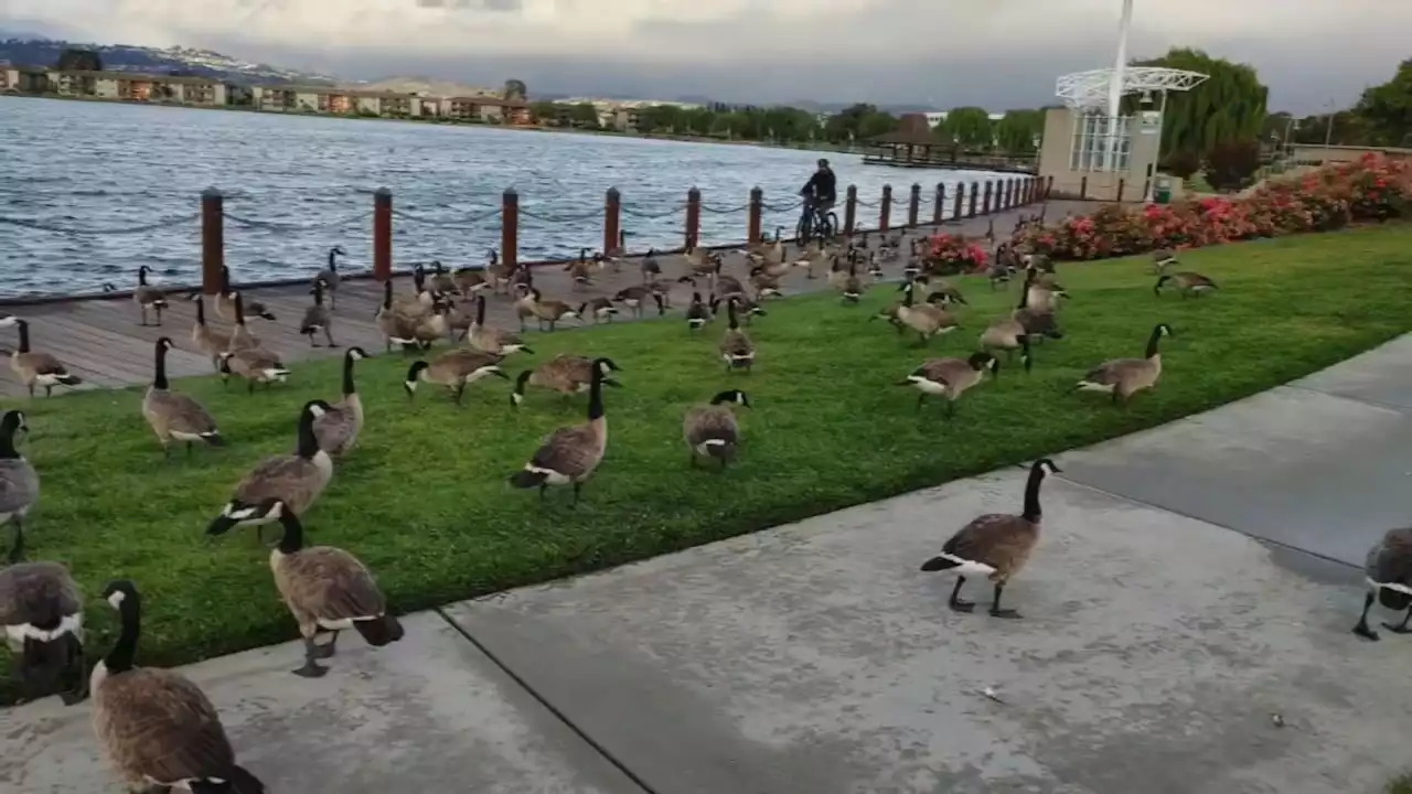 Foster City looks to control geese population with lethal removal amid health concerns