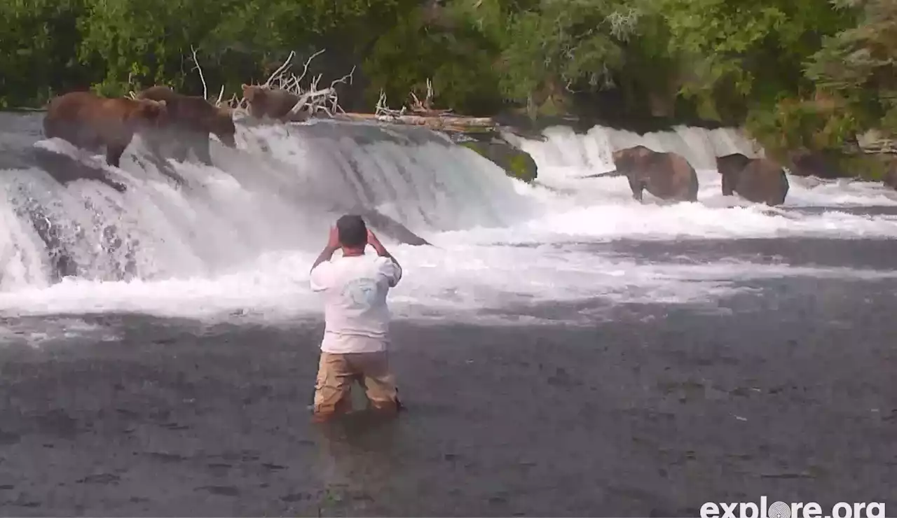 3 men sentenced for wading in river with feeding bears at Katmai - Alaska Public Media