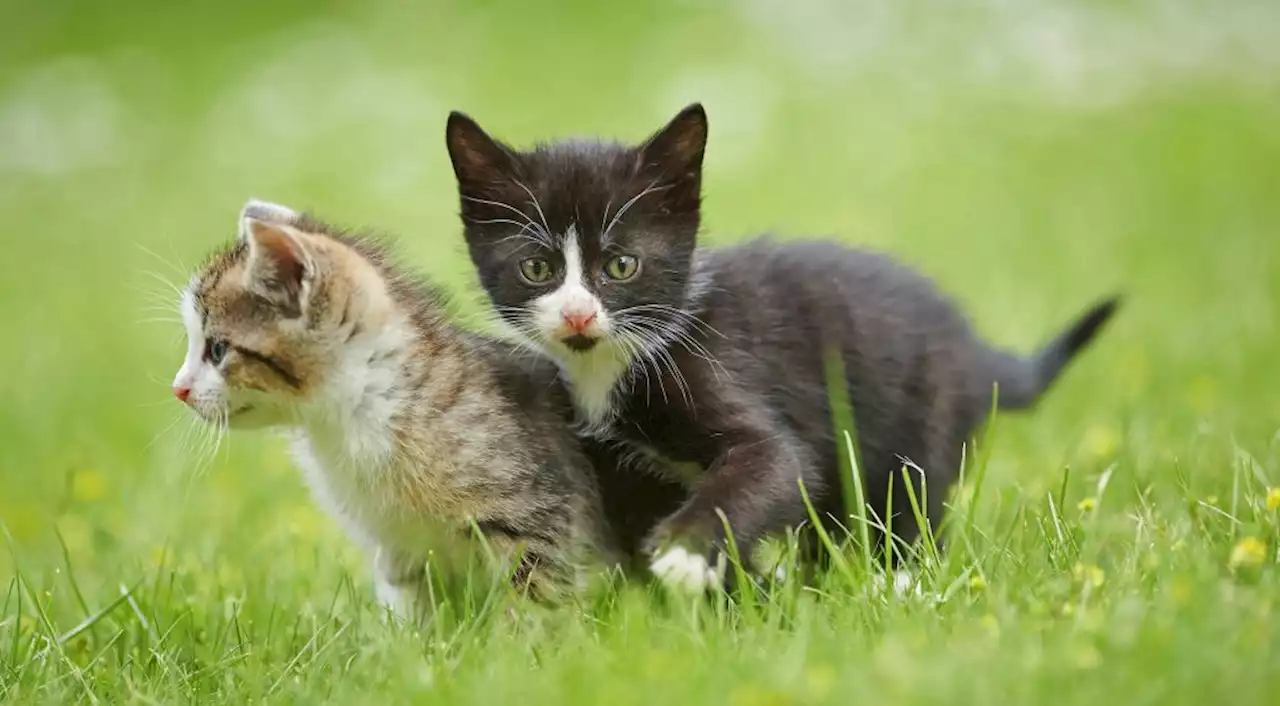 Landkreis verpasst Katzen monatelange Ausgangssperre! - B.Z. – Die Stimme Berlins