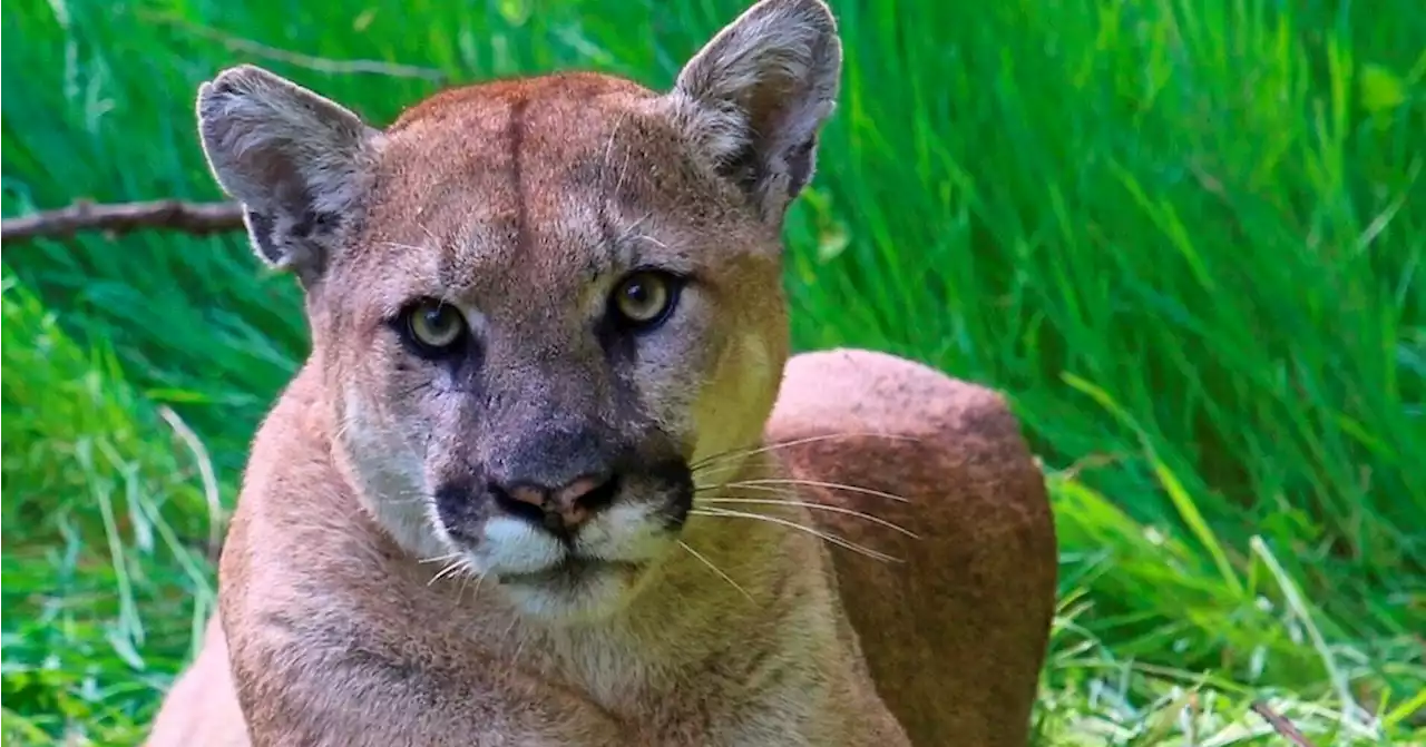 Woman says dog defended her from mountain lion attack in California