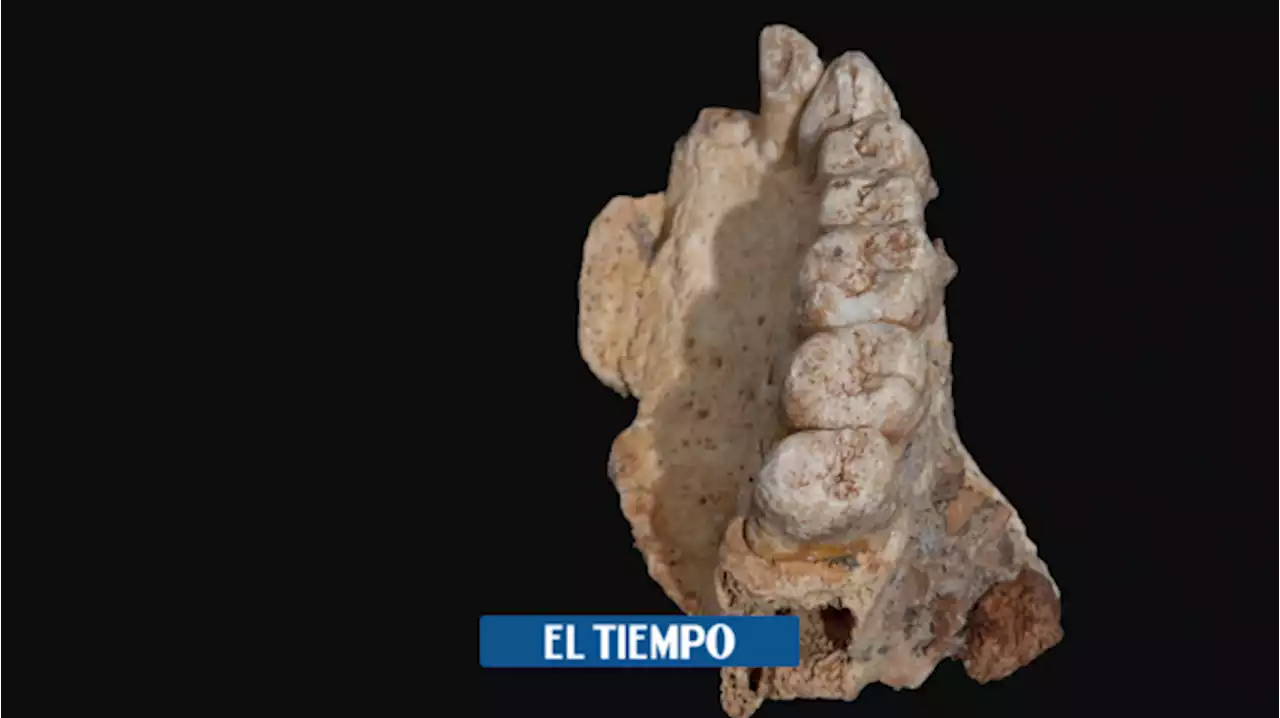 Trivia Maloka: 10 preguntas sobre los fósiles y la paleontología