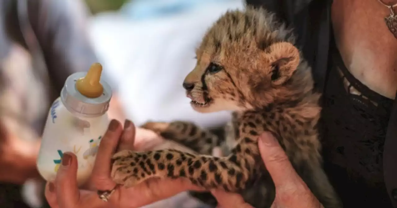 Second endangered cheetah cub dies in Iran: state media