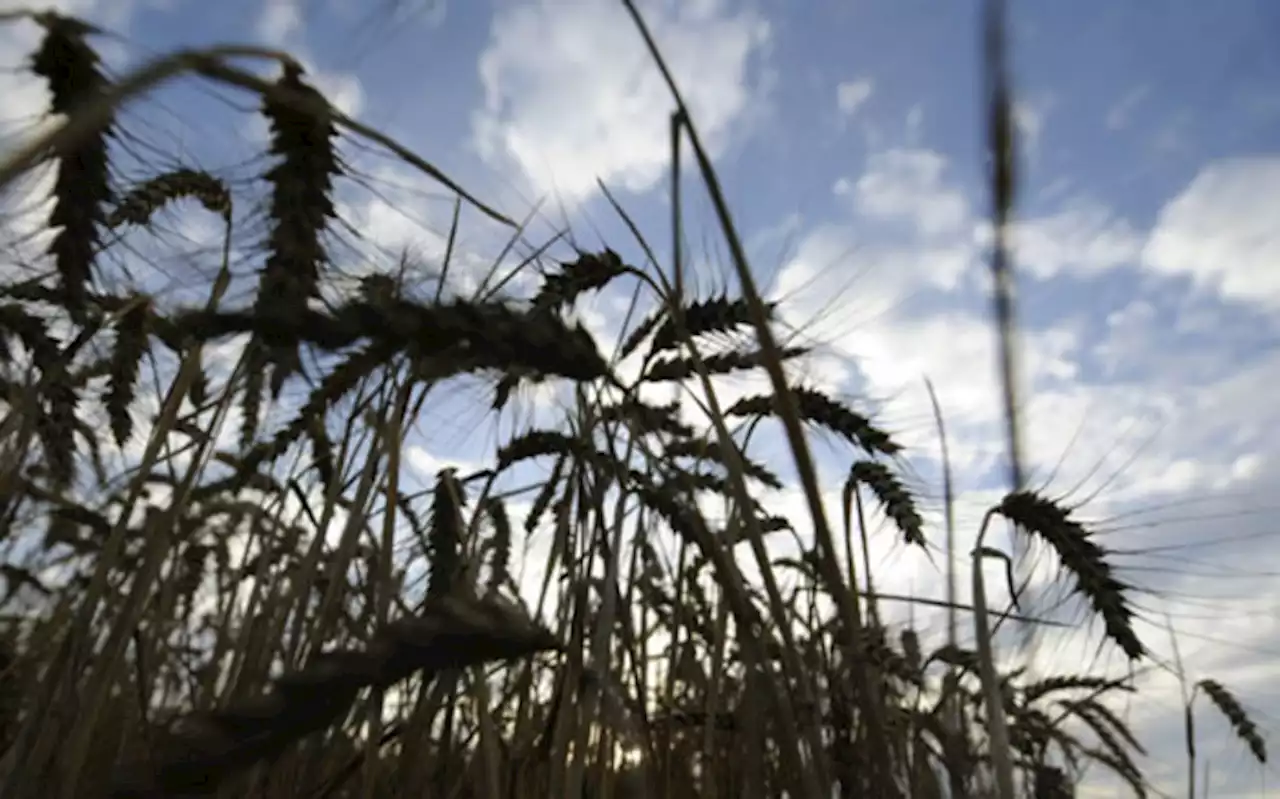 This is why record wheat prices are a global worry