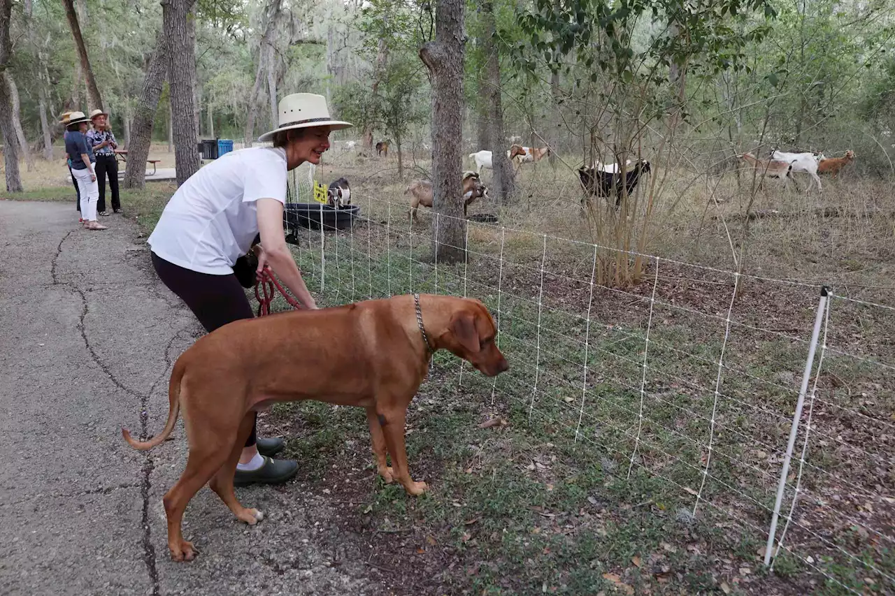 Goats eat overgrowth at Brackenridge — no ifs, ands or butts