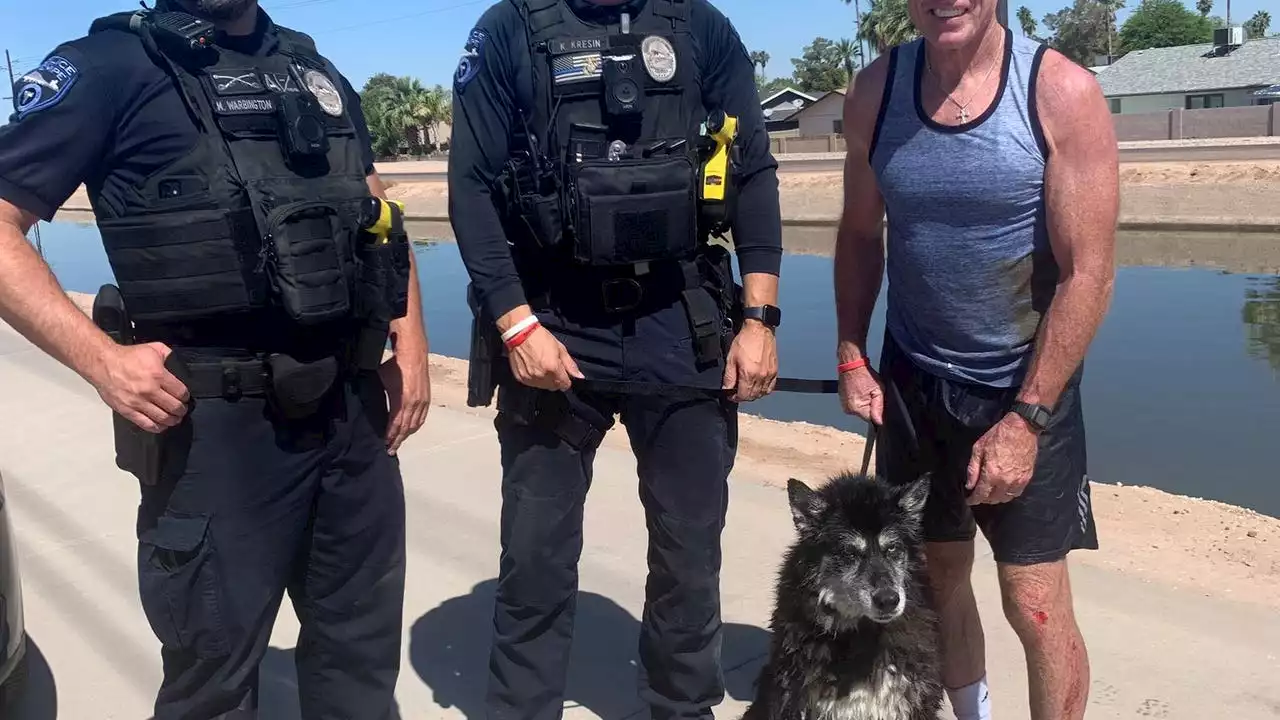 Tempe dog in need of 'fur-ever home' after almost drowning in canal: PD