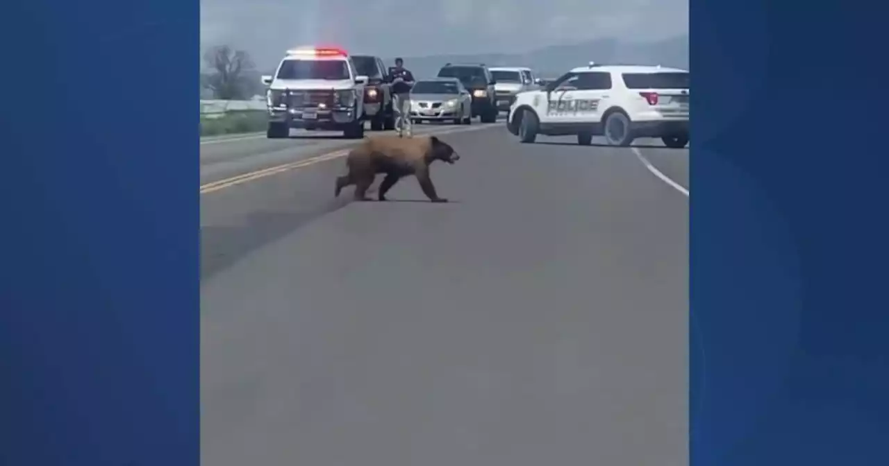 Black bear spotted in local cemetery, crosses Highway 89 to safety