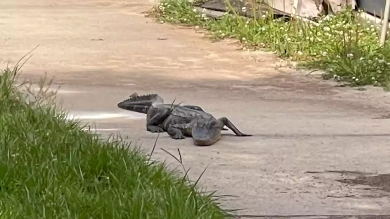 Alligator crashes exams at Louisiana high school