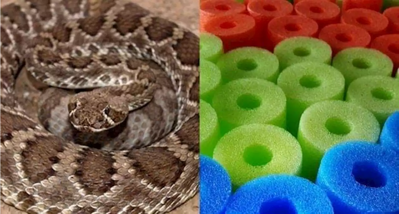 Texas rattlesnakes are hiding in pool noodles