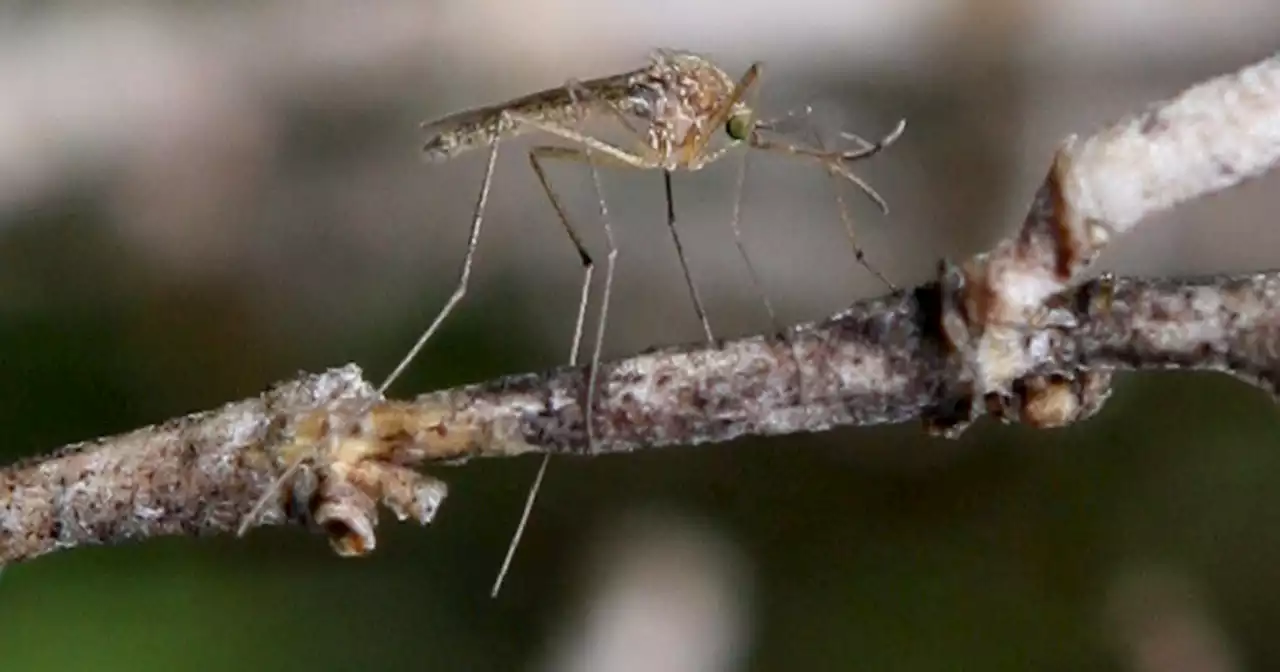 Case of West Nile virus discovered in Brentwood