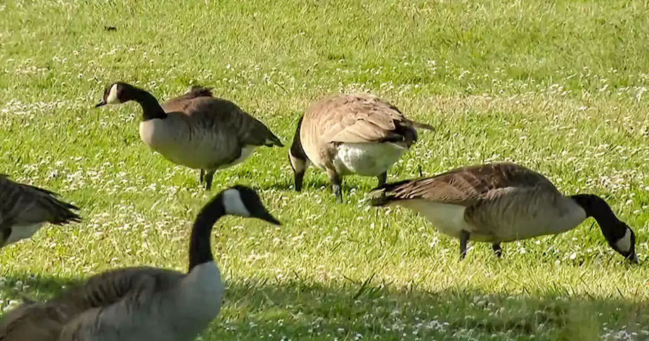 Protesters pooh-pooh Foster City plan to euthanize gross geese