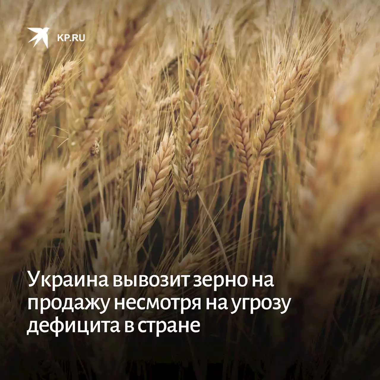 Украина вывозит зерно на продажу несмотря на угрозу дефицита в стране