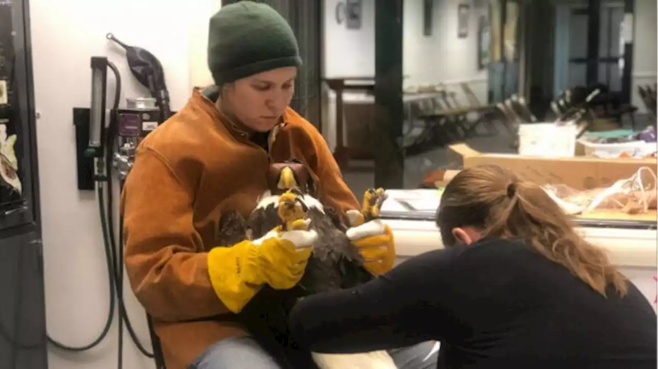 As concerns mount over bird flu, Alaska Raptor Center in Sitka temporarily suspends some services