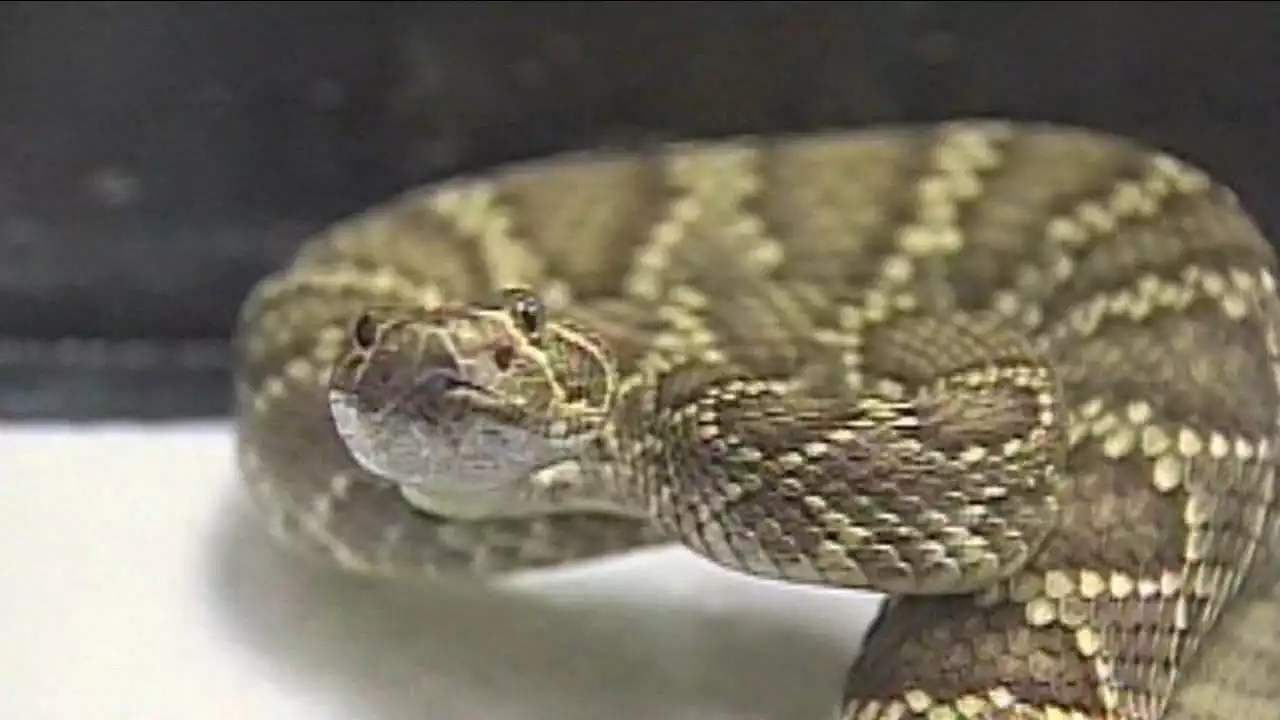 Watch Out! Rattlesnake awareness can save you life! -