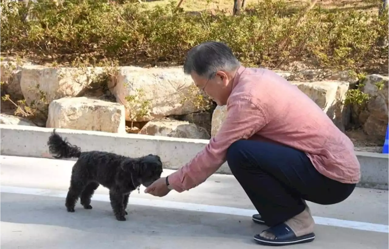 문재인 전 대통령 평산마을 일상 사진···슬리퍼 차림으로 반려견과 산책