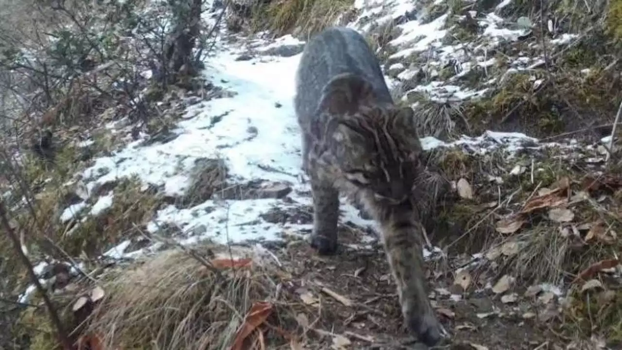 Avvistato in Tibet un raro gatto dorato, è un felino più grande del gatto domestico