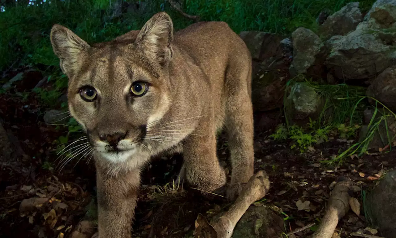 Mountain lion attack: ‘Hero dog’ defends woman at Northern California picnic area