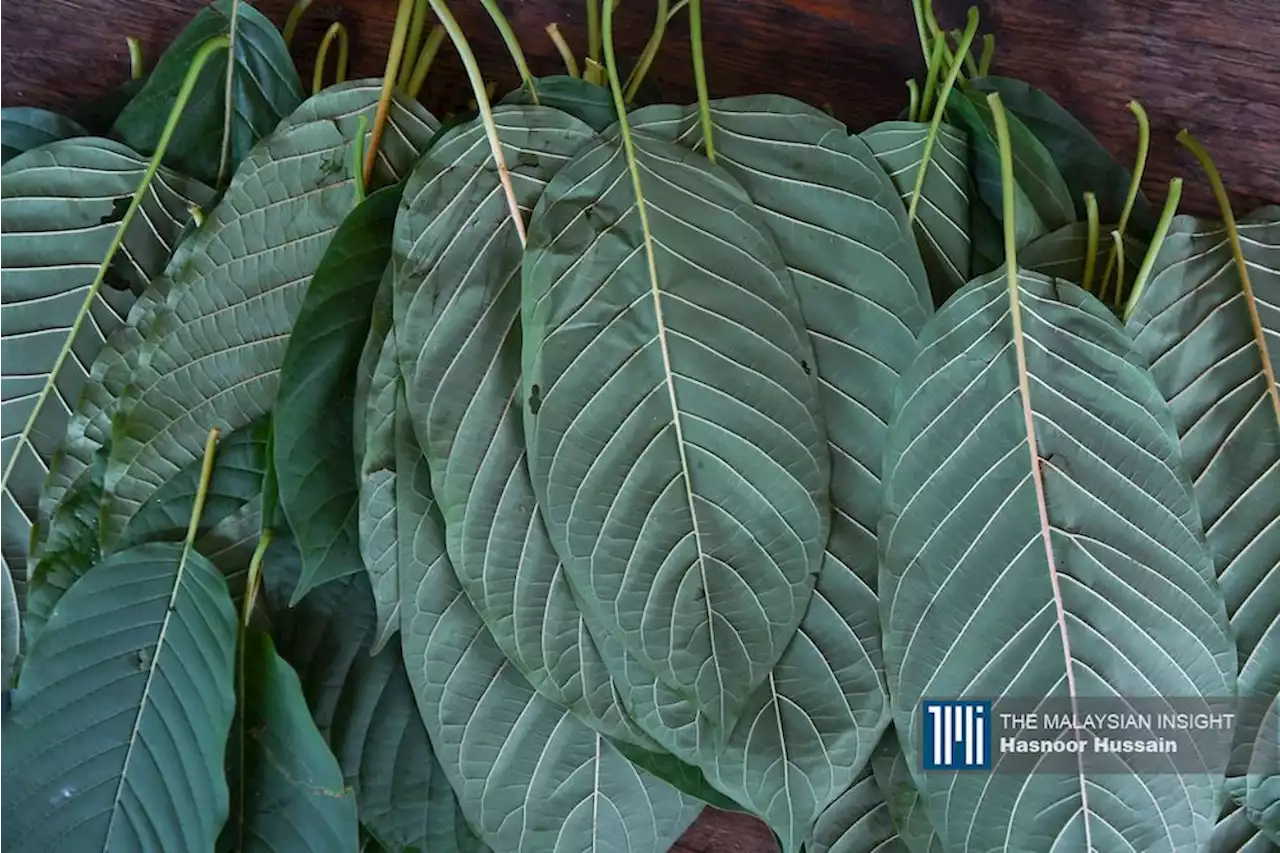 Kedah completes proposal paper on export of ketum leaves | The Malaysian Insight