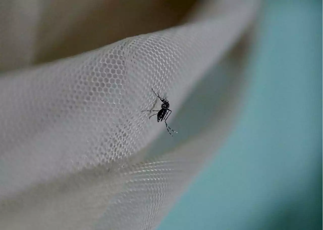 Over 3 million modified mosquitoes will tackle dengue spike in Johor | The Malaysian Insight