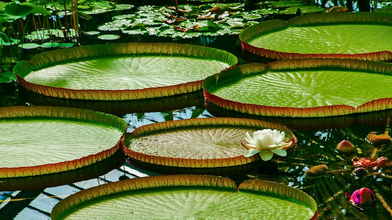 The secret behind the amazing strength of lily pads and other science news