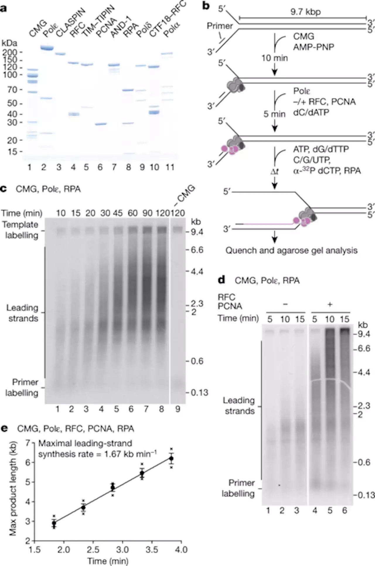 Fast and efficient DNA replication with purified human proteins - Nature