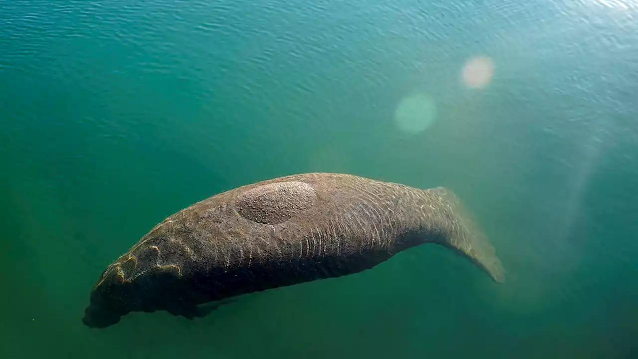 Celtics Co-Owner Donates $2M to Protect Florida Manatees