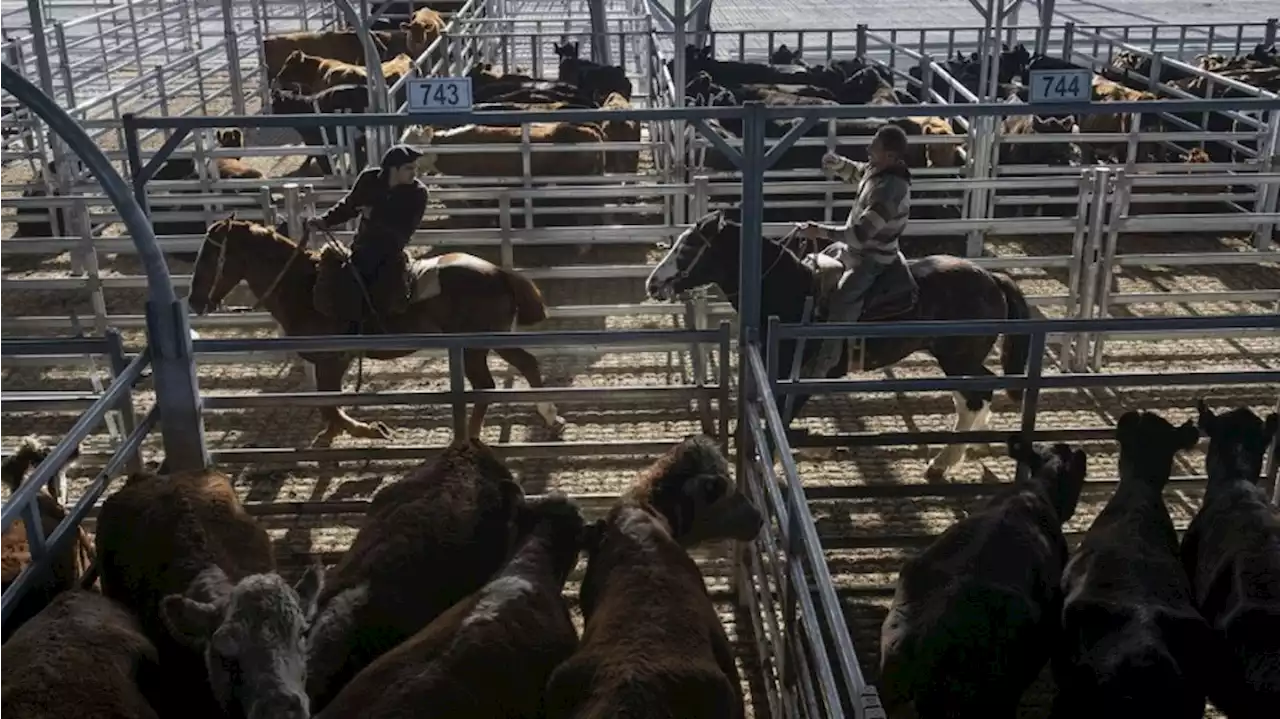 Tras el cierre de Liniers, comenzó a operar el nuevo mercado de hacienda en Cañuelas