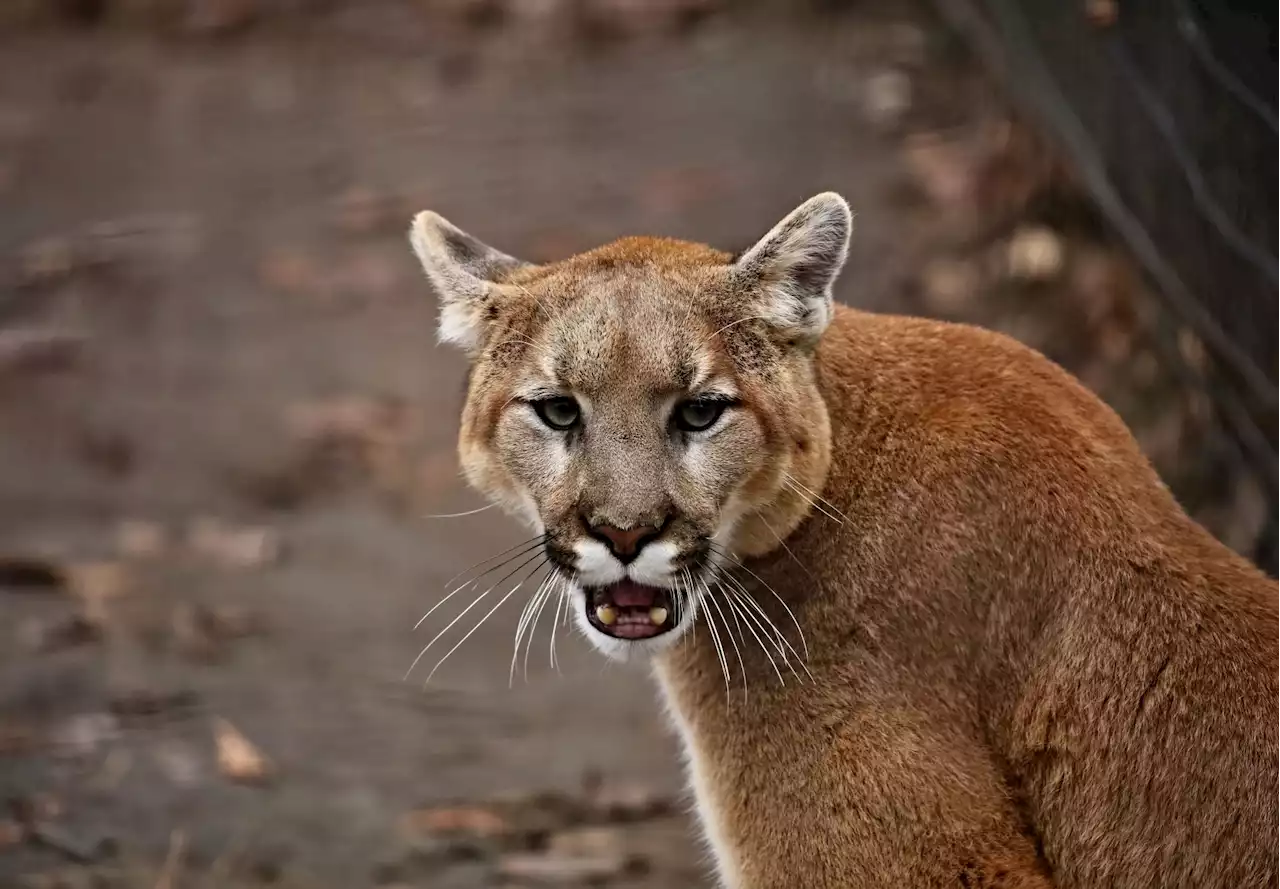 Brutal California mountain lion attack leaves dog’s life in balance