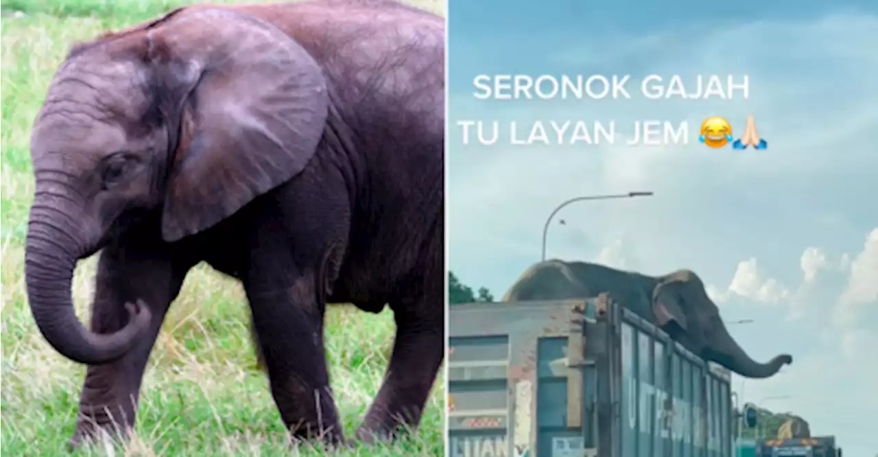 M’sian netizens bemused by elephants’ highway journey