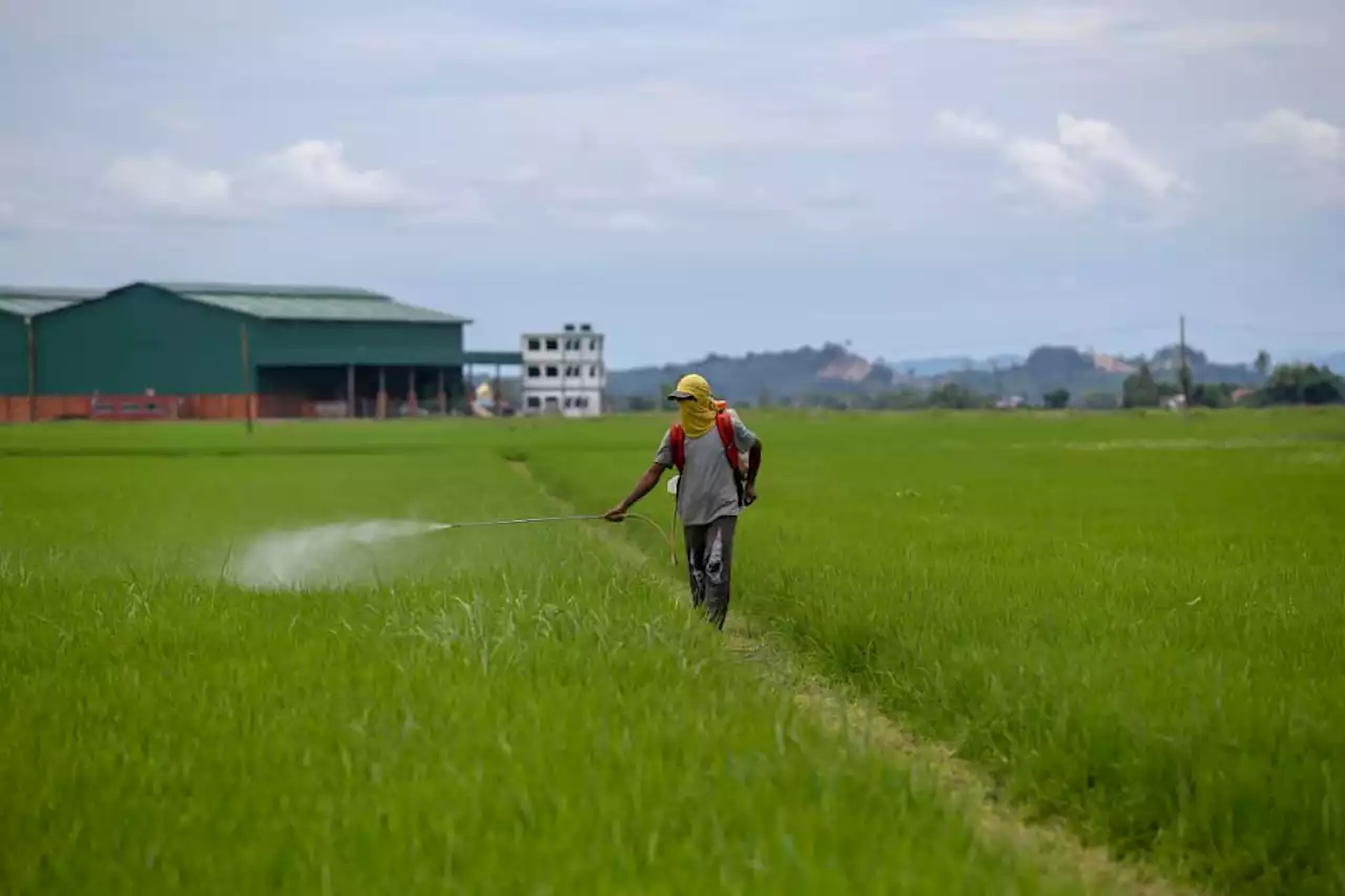 Kedah siasat kemungkinan wujud kartel dalam industri padi