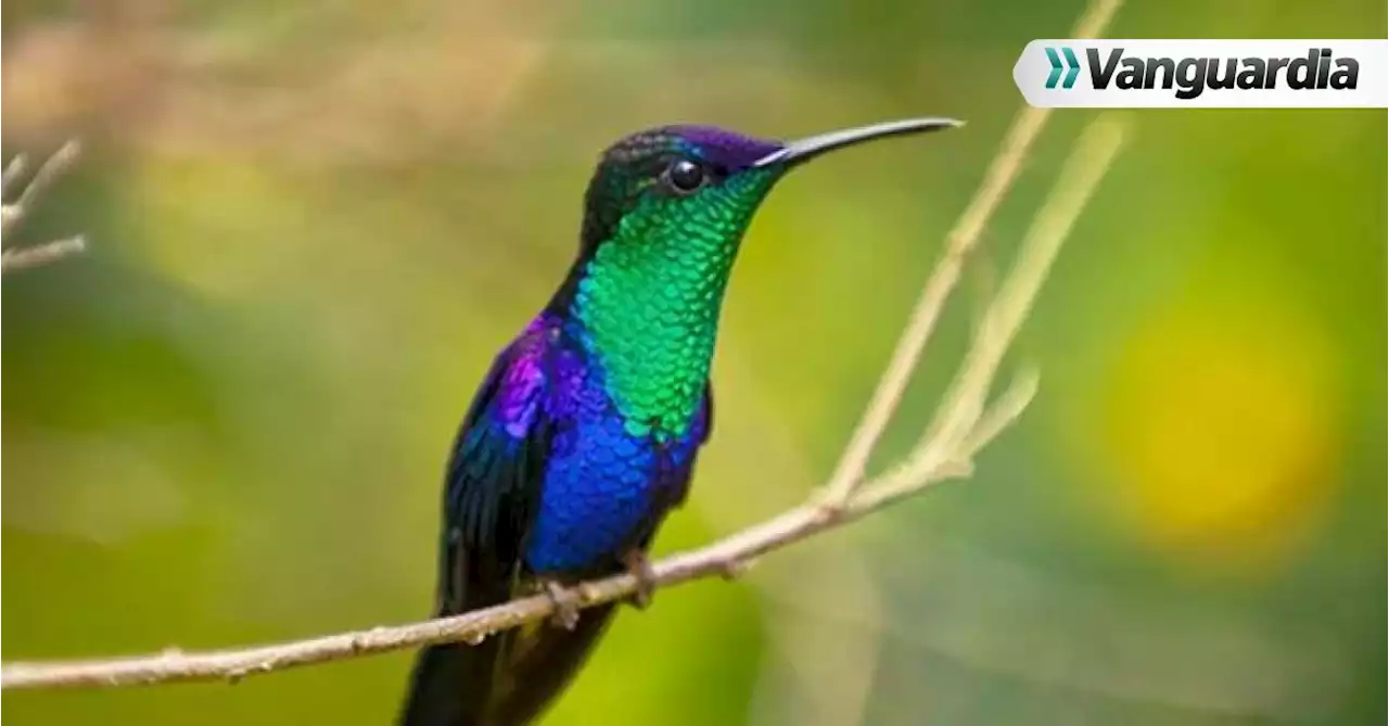 En Colombia se avistó el 20% del total mundial de aves reportadas en Global Big Day