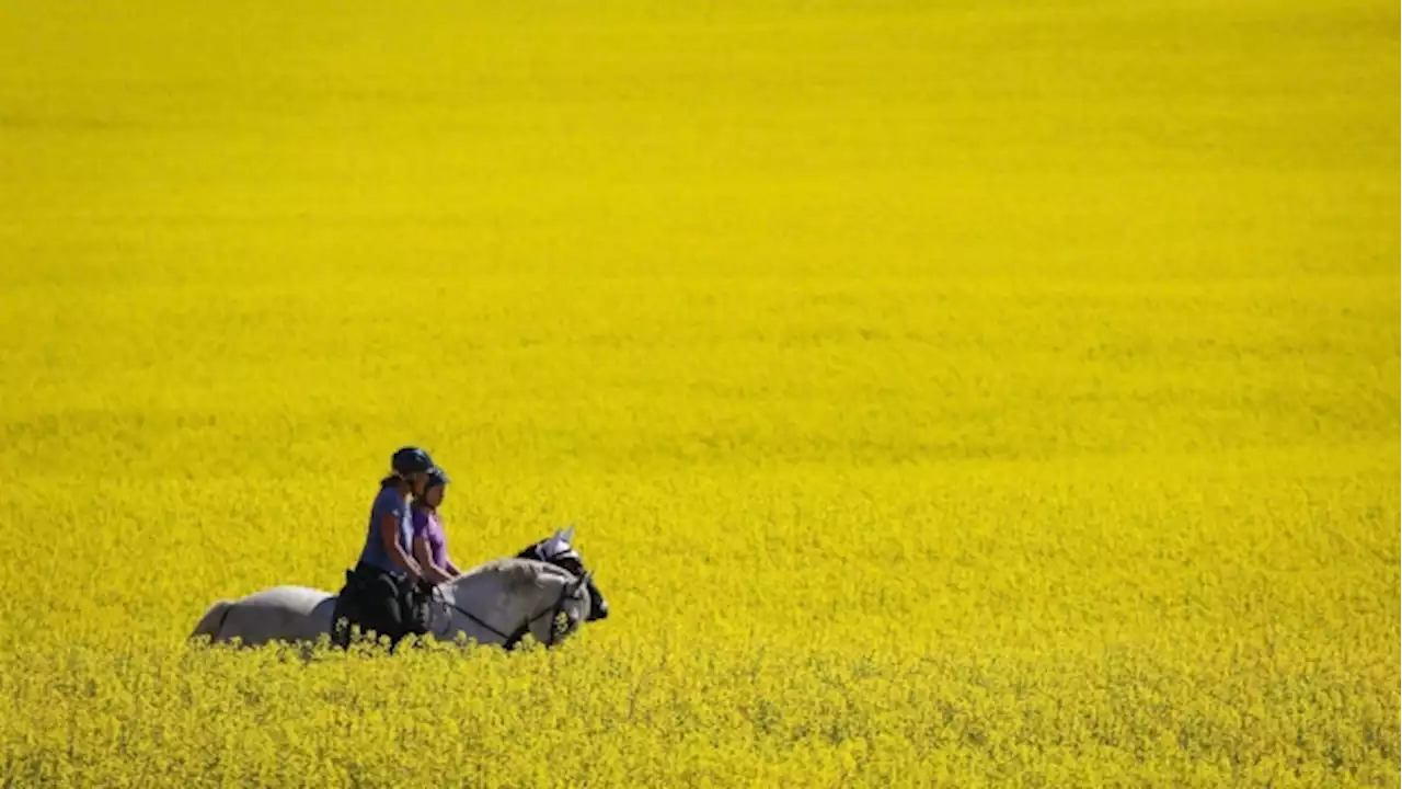 China lifts restrictions on Canadian canola: Ottawa announces