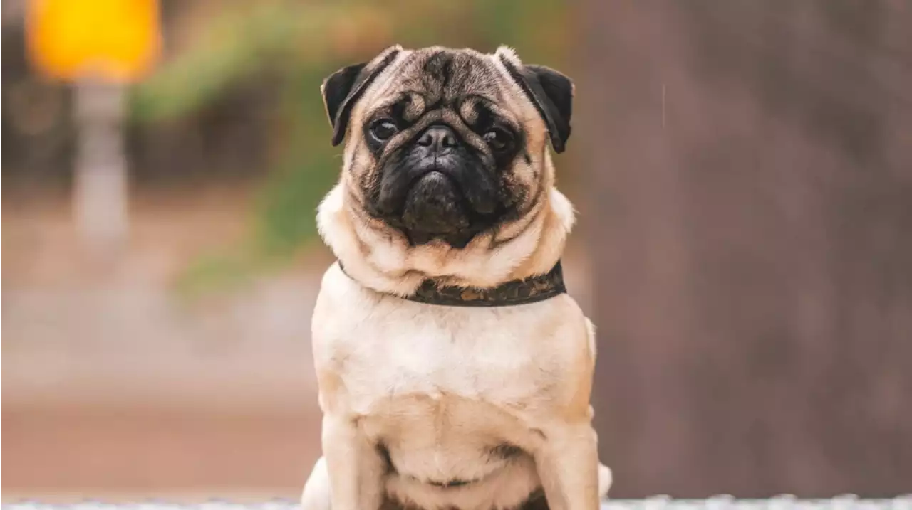 Pugs no longer considered a 'typical dog' due to health risks, study finds