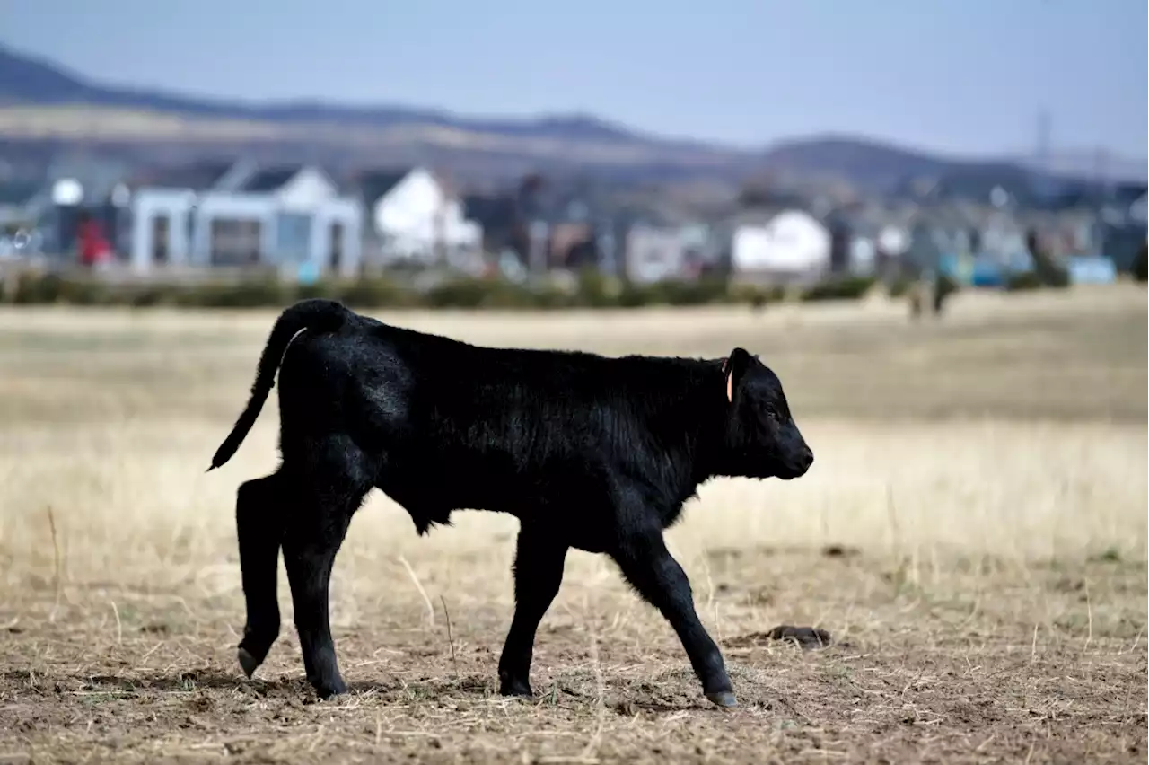 Opinion: Russia’s war is crippling global food supplies. Here’s how Coloradans can help.