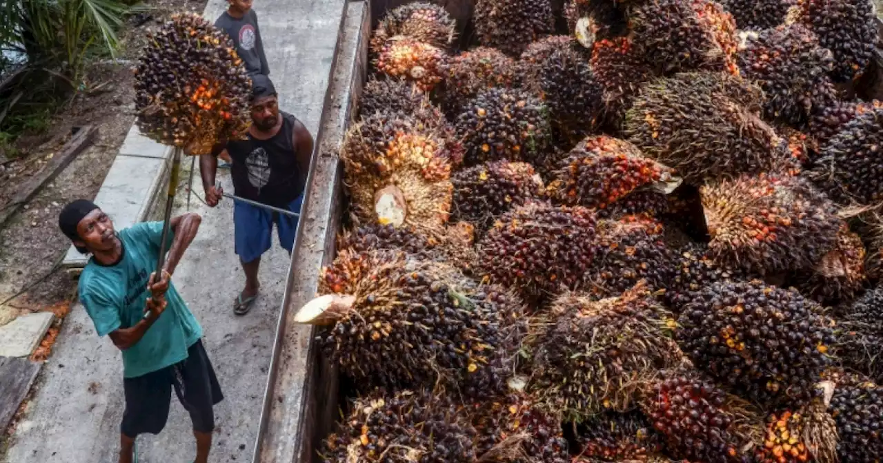 Indonesia to lift ban on palm oil exports from Monday