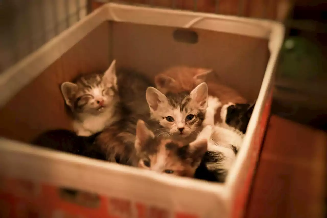 S.A. woman thought it was trash, but it was kittens