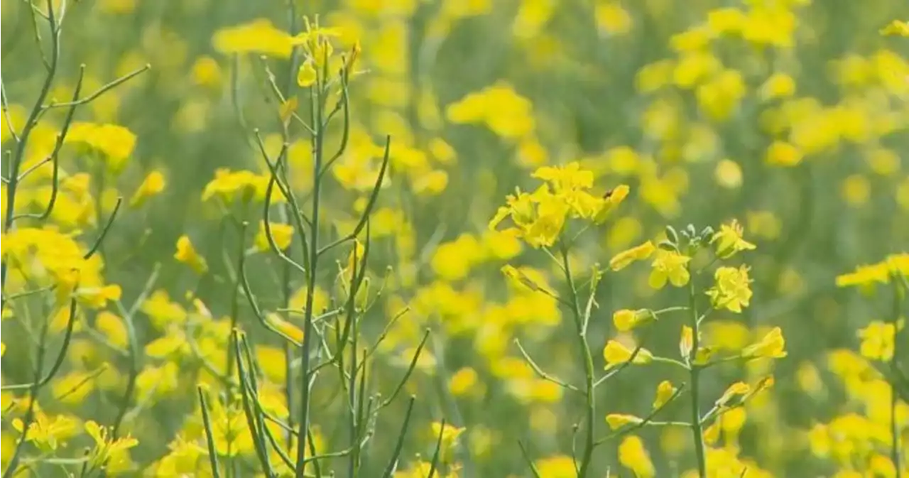 Canada says China has lifted ban on Canadian canola after 3 years - National | Globalnews.ca