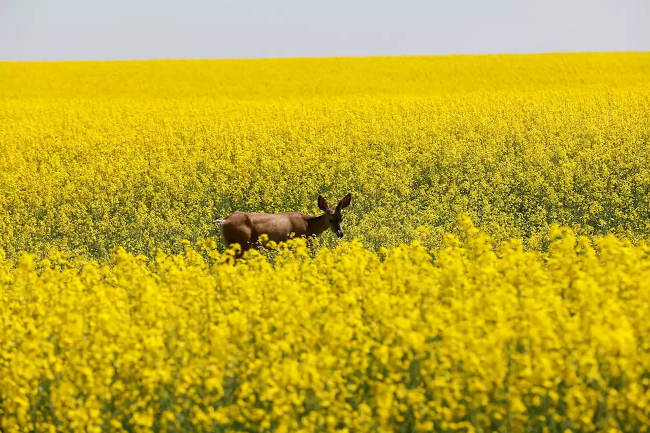 China lifts restrictions on Canadian canola: Ottawa announces