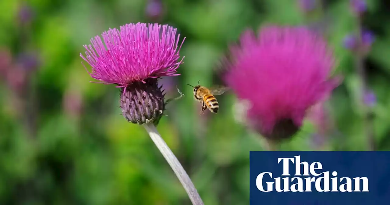 Bee’s knees: pollinators are stars of Chelsea flower show