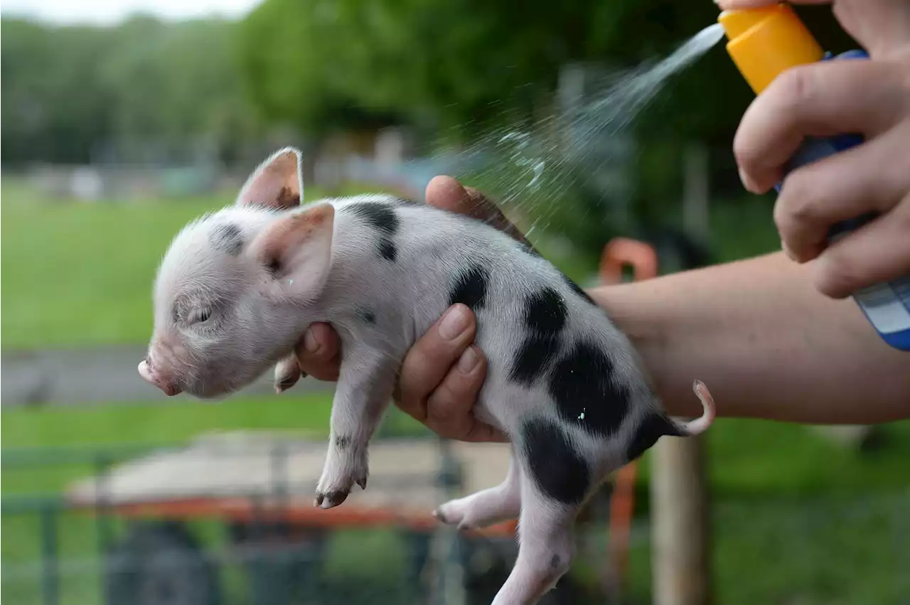 Farm brings out the factor 50 to keep their piglets cool