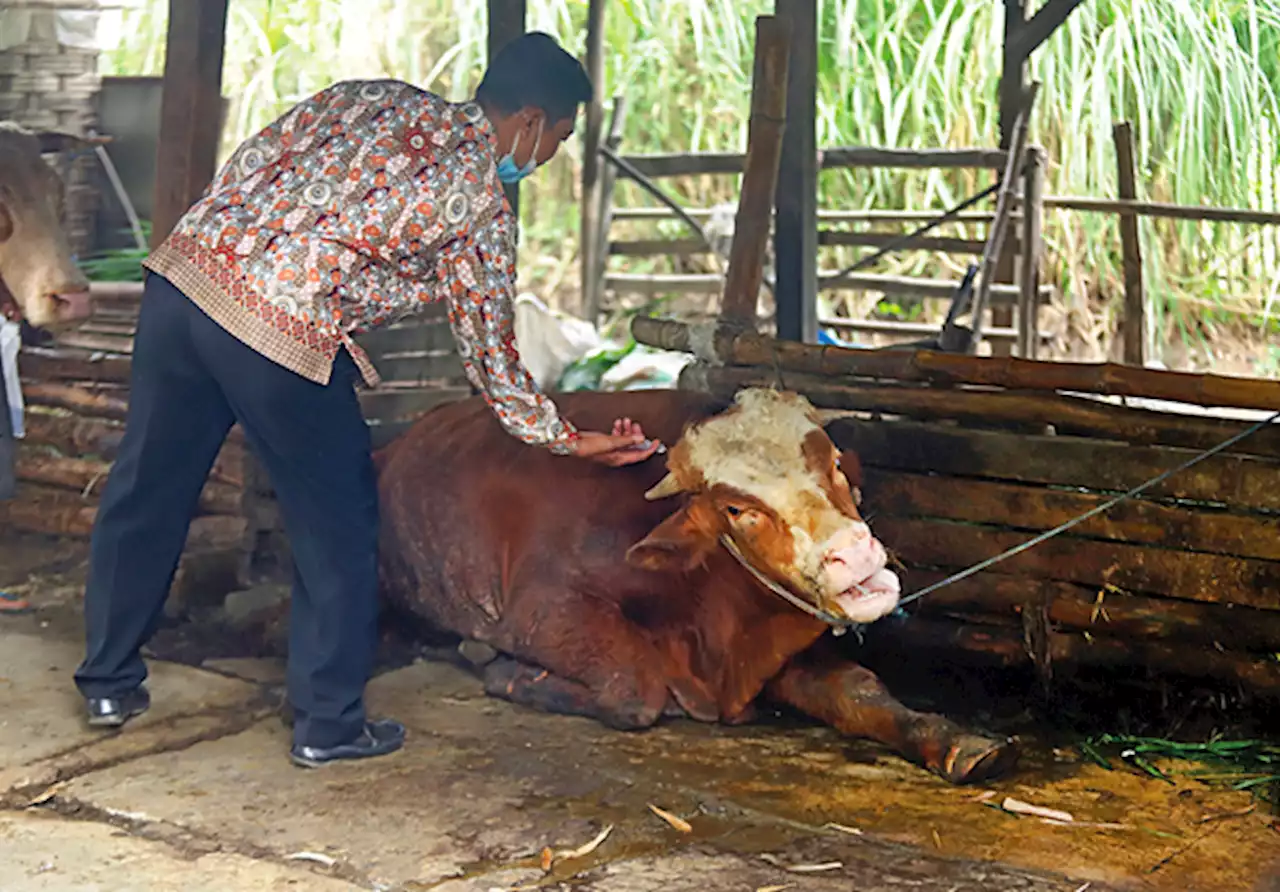 PDHI Jawa Timur Bilang Tak Perlu Khawatir Konsumsi Daging