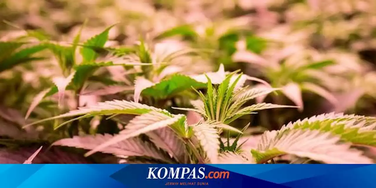 Pasok Ganja ke Mahasiswa USU, Mahasiswi Asal Aceh Ini Divonis 11 Tahun Penjara