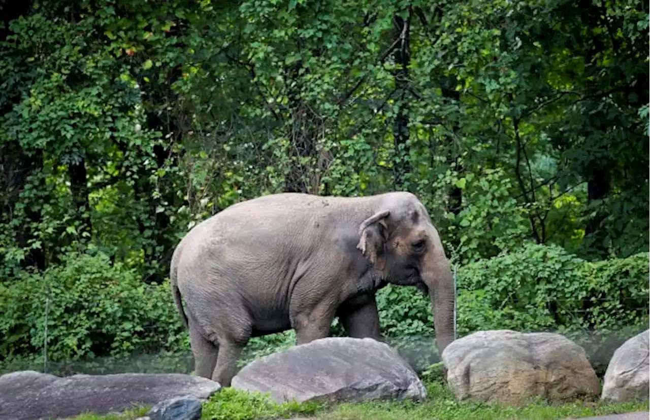 Happy is an Asian elephant. But is she also a person?